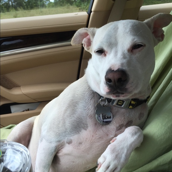 Meet your Posher, Sabrina - Picture 1 of 1